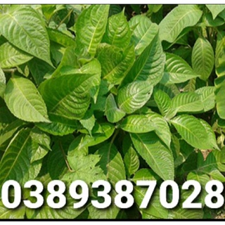 30 hom giống chè khổng lồ
