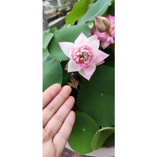ngó/củ sen mini S08 cánh trắng viền hồng