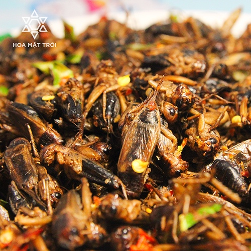 Dế sấy, dế mèn sấy cay giòn, dế thái vàng, đồ khô, đồ sấy, thực phẩm khô, thực phẩm sấy làm đồ nhậu HOA MẶT TRỜI FARM | BigBuy360 - bigbuy360.vn