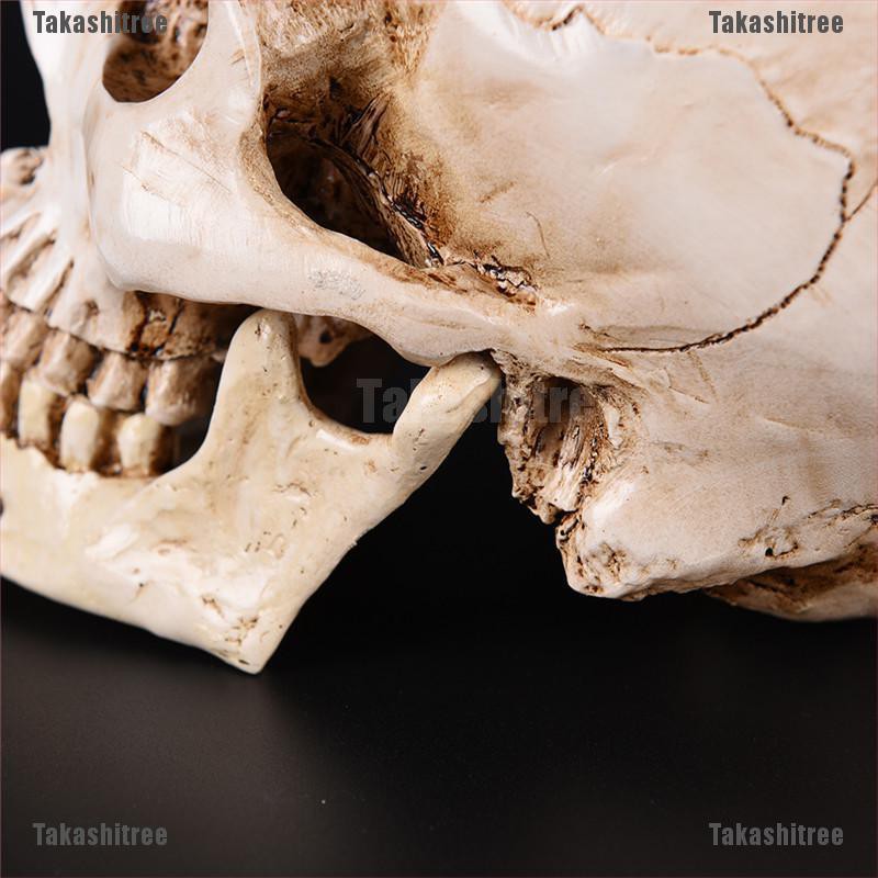 Mô Hình Đầu Lâu Nhân Tạo Trong