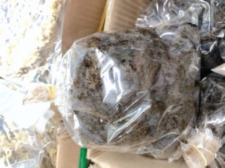 THỤC ĐỊA ĐEN - 1kg