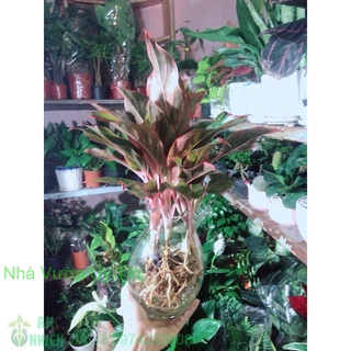 Chậu cây phú quý thuỷ sinh