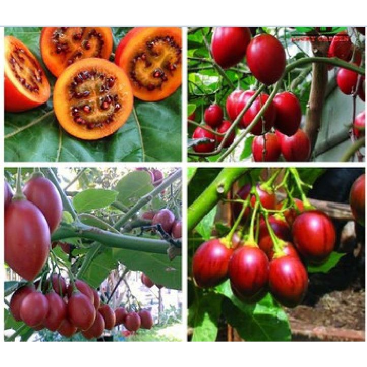 Hạt giống cà chua thân gỗ tamarillo 10 hạt - TẶNG 5 viên nén ươm hạt giống - DC