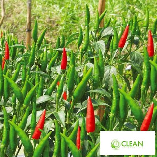 Hạt giống Ớt chỉ thiên F1
