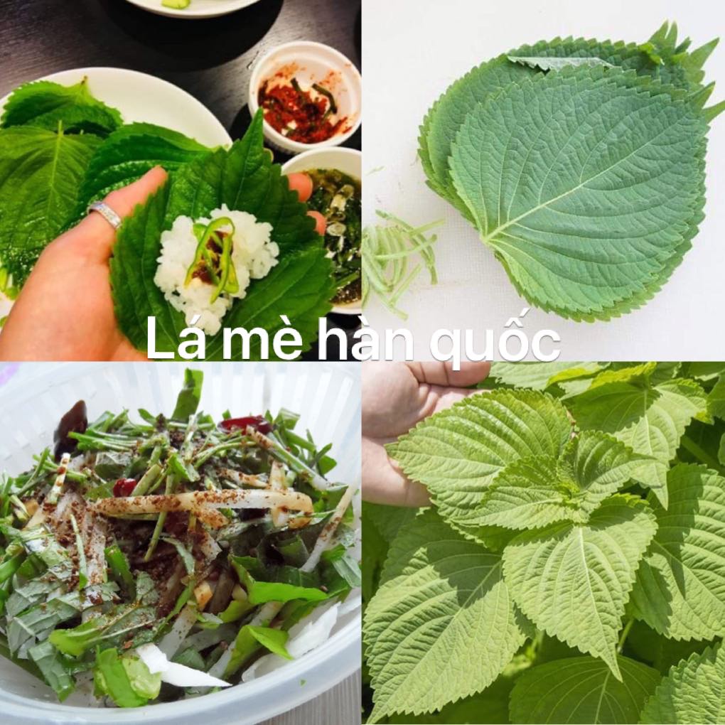 Hạt giống lá mè Hàn Quốc