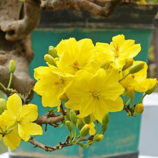 Bộ 3 gói Hạt giống hoa mai vàng 5 cánh -  loại cánh to hoa chùm ( mai giảo )