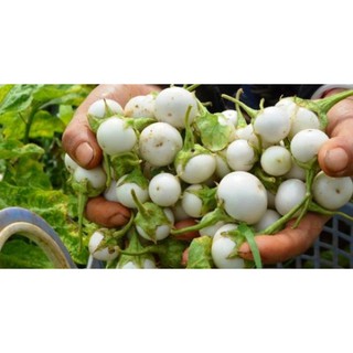 Hạt Giống Cà Pháo Trắng
