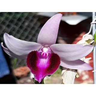 Dã hạc MA BÓ giống hoa bệt cực đẹp