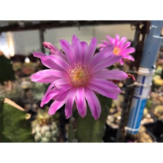 XƯƠNG RỒNG Echinocereus knippelianus tháp chân 3 cạnh