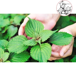 HẠT RAU TÍA TÔ - GÓI 2 GRAM