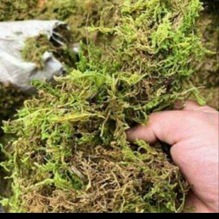 1kg rêu rừng trồng lan giá tại xưởng