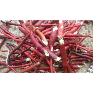 SÂM CAU RỪNG SA PA ( 1KG KHÔ)
