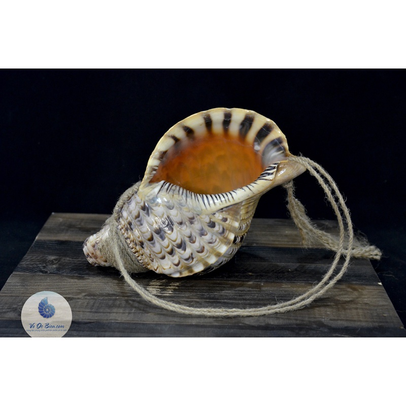 Kèn Tù Và - Pháp Loa Ốc Biển Tù Và Bông