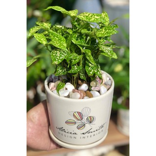 Chậu sứ cây Trúc Đốm để bàn tặng kèm đá trang trí