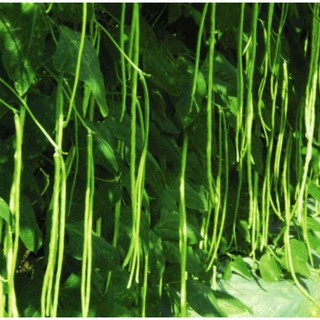 20GR - Hạt giống đậu đũa trái dài