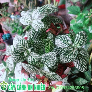 Chậu Cây Cẩm Nhung (lá may mắn)
