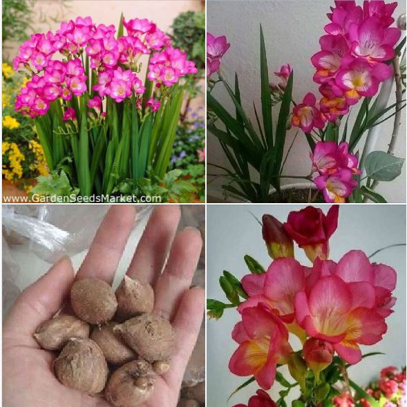 Củ hoa lan nam phi hoa màu hồng - ( 1 củ kèm 1 viên nén xơ dừa ươm củ )