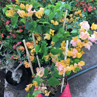 Bông giấy vàng siêu bông