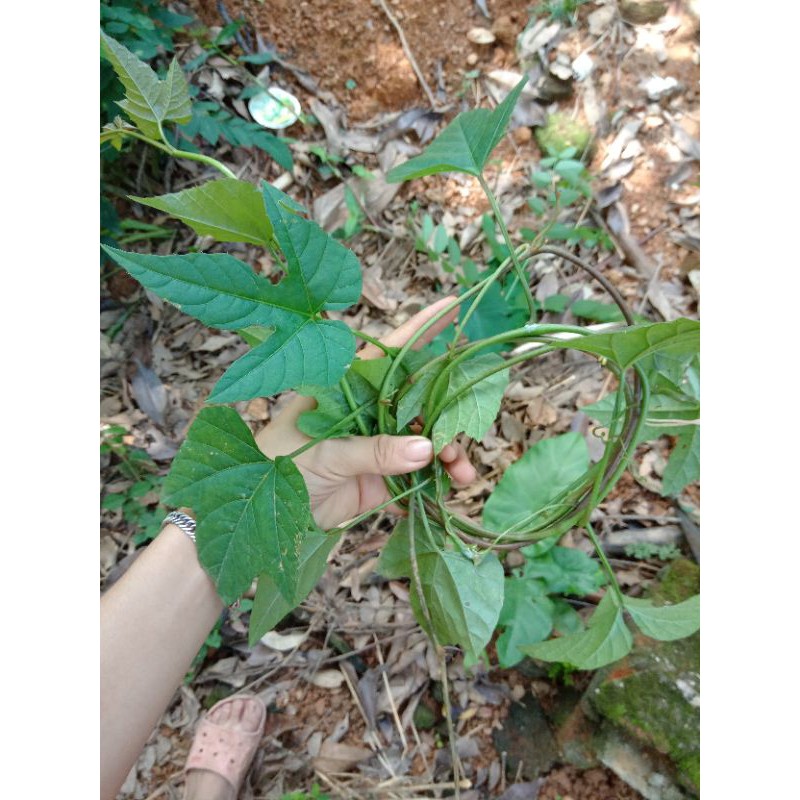 Dây chìa vôi 1kg