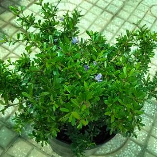 Cây linh sam hoa tím