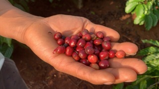 Cà phê robusta 100% nguyên chất