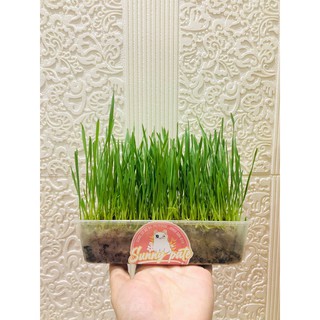 [Tân Phú] Bộ 3 lần trồng lúa mạch/ lúa mạch trồng sẵn