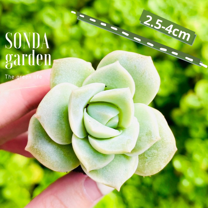 Sen đá hoa hồng hà lan SONDA GARDEN size mini 2.5-4cm