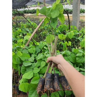 com bo 10 cây giống bò khai