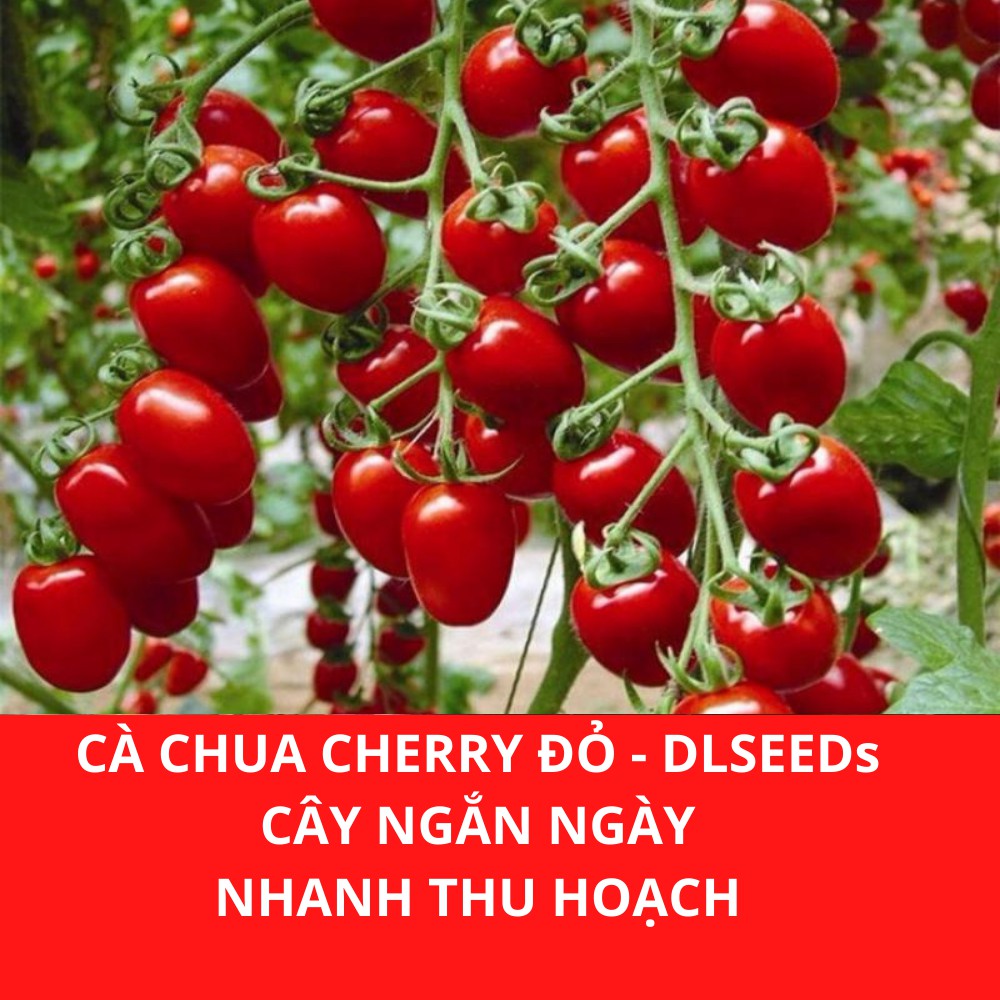 Hạt giống cà chua cherry đỏ (0.1G)