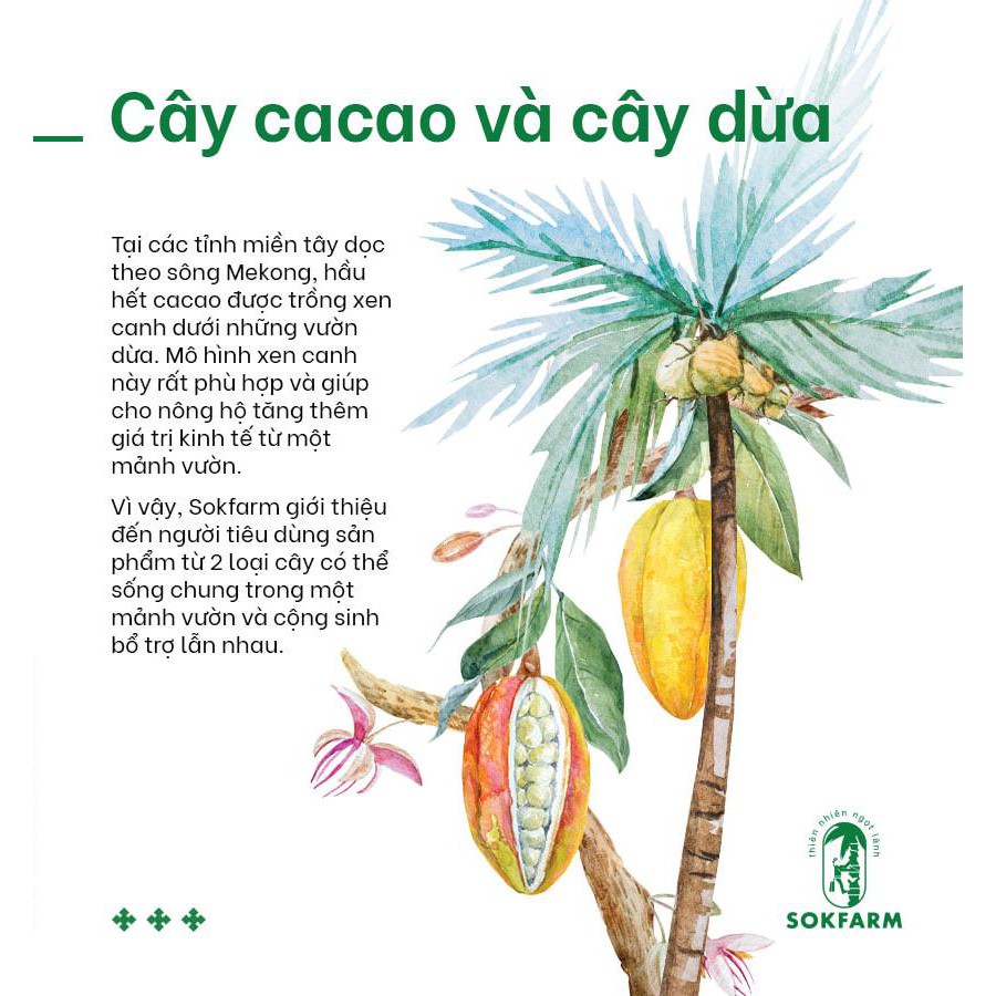 Hạt cacao sấy mật hoa dừa 75g