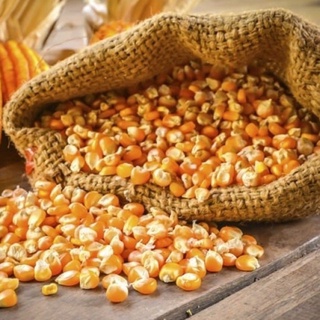 Ngô mỹ nổ bắp rang bơ tại nhà 1kg