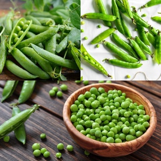#Hạt_Giống_Đậu_Hà_Lan ( xanh + tím ) ( tặng kích mầm )
