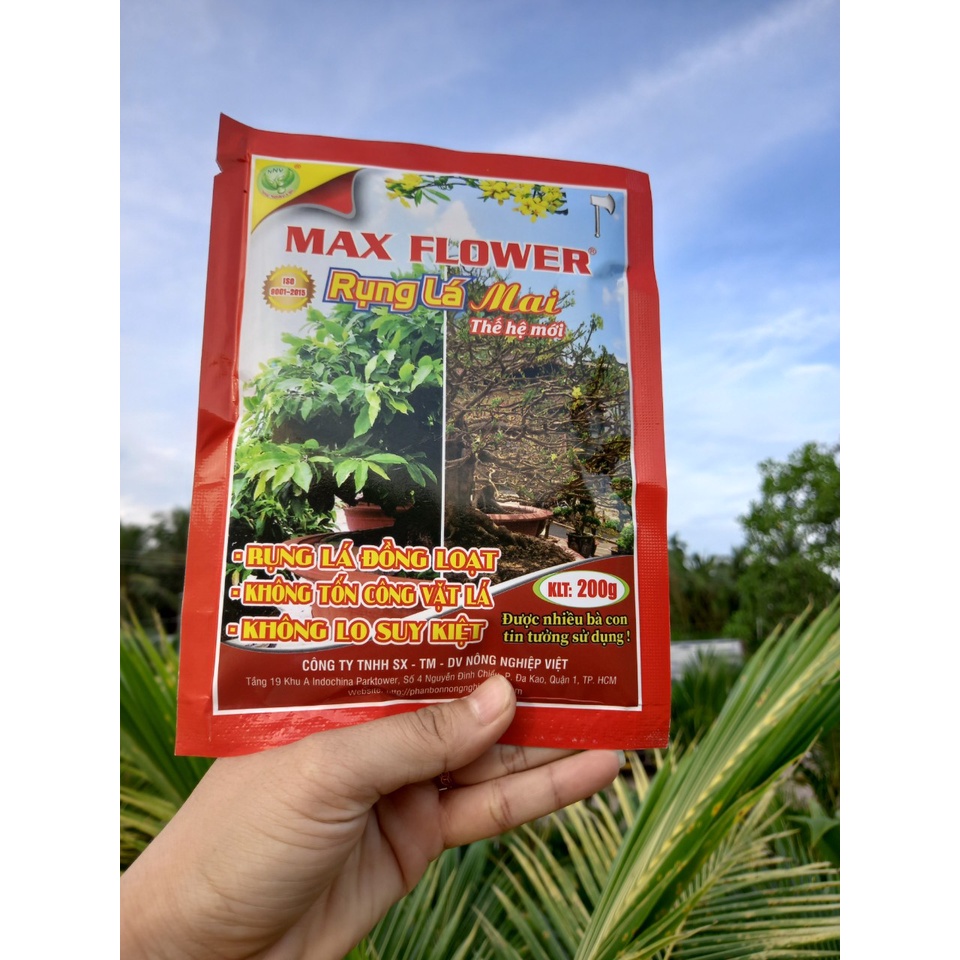 RỤNG LÁ MAI
