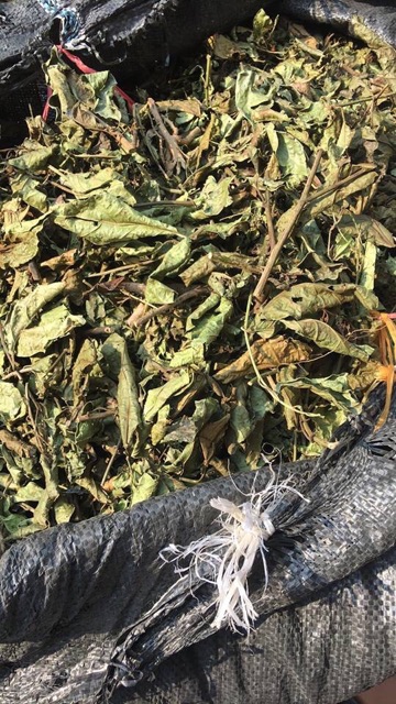 Combo 10kg Xạ đen Hoà Bình (lá đẹp)