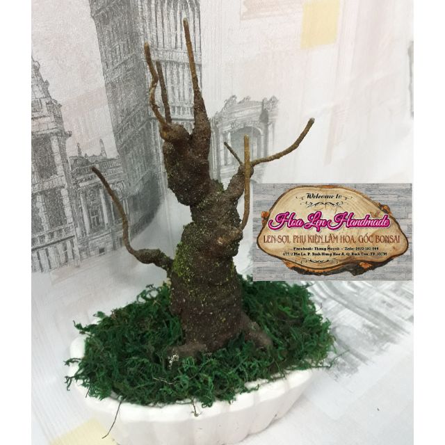 Set bonsai hoa mai, đào