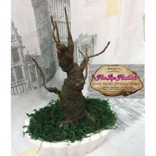 Set bonsai hoa mai, đào