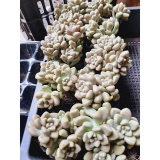 sen đá bầu random 10k