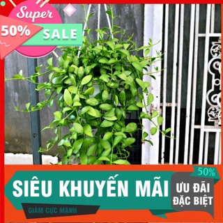 Chậu hạt dưa xanh dễ trang trí, hợp mọi khí hậu