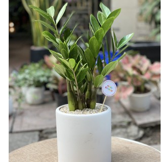 Cây kim tiền mang đến tài lộc, may mắn, tiền tài, phú quý và giàu sang, cho gia chủ-cây cảnh để bàn ảnh thật-cây để bàn