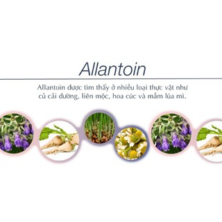 Hoạt chất Allantoin
