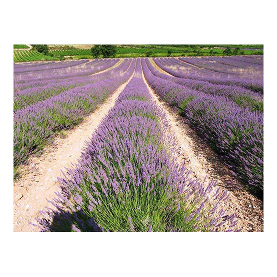 Gói 30 Hạt Giống Hoa Oải Hương Lavender