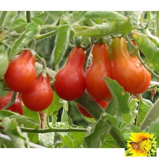 Hạt giống cà chua lê quả đỏ gói 30 hạt