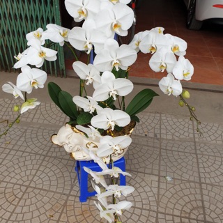 Lan hồ điệp giống( compo 5 cây)