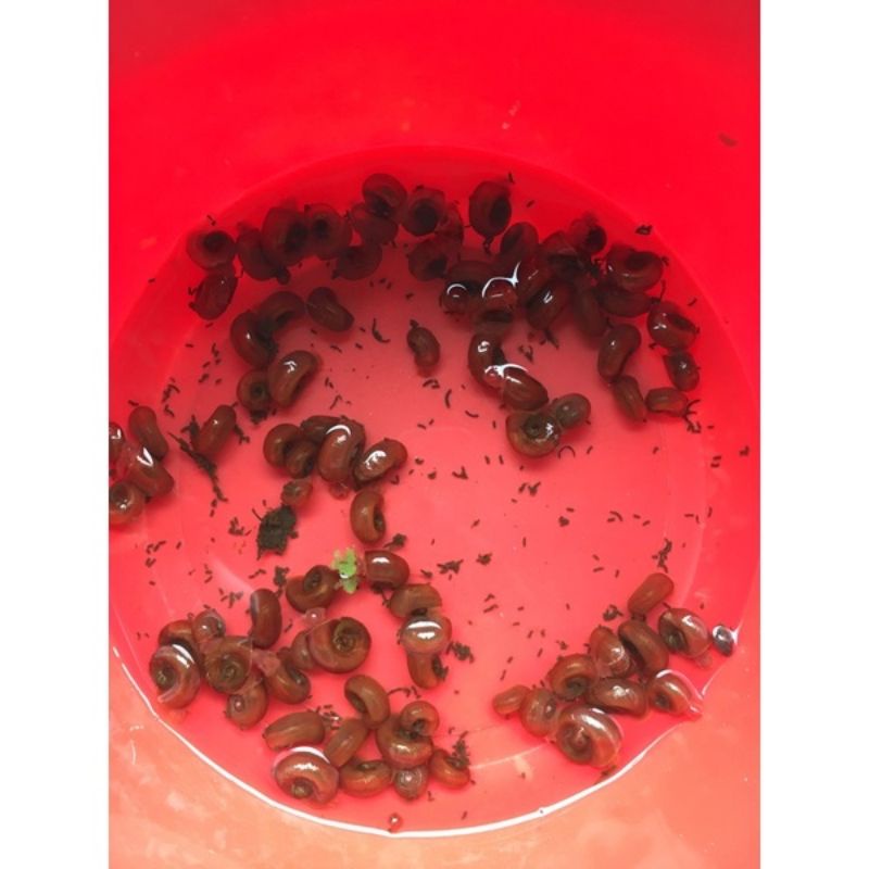 Táo đỏ thủy sinh