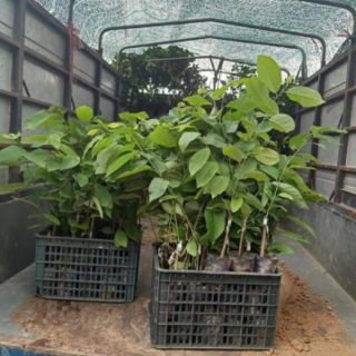 NA DỨA ĐÀI LOAN