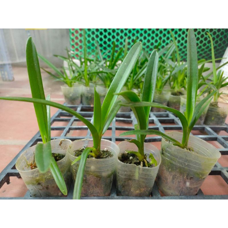 Kiếm Phan Trí cốc giống gieo hạt