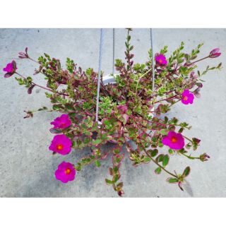 Cây mười giờ cẩm thạch (mười giờ Thái)