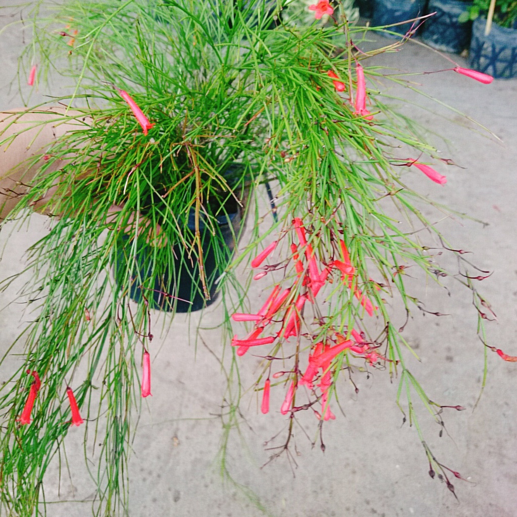 Cây Liễu Tường Hoa Đỏ - cây cảnh để bàn - caykiengsadec