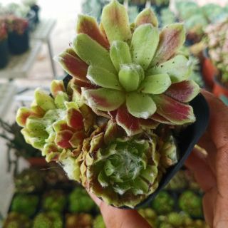 Sen đá phật bà mẫu 2
