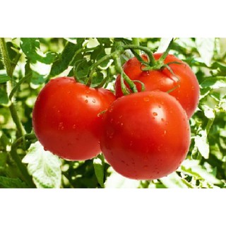 Hạt giống cà chua F1 SAMOVI Ấn Độ